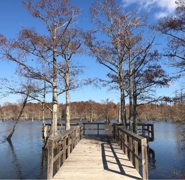 One Equity Share and New Private Suite of Backwater Brake Timber Company in Leflore County MS featured image