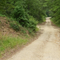 1784 Acres in Marion County in Columbia MS images 2
