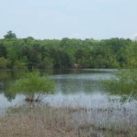 1784 Acres in Marion County in Columbia MS images 5