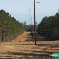 100 ac - Timber Land and Home Site images 6