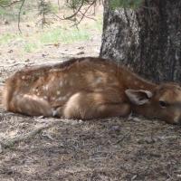Chama River Canyon Ranch images 3