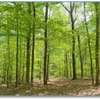 40 Acres in Lafayette County in Thaxton MS images 2