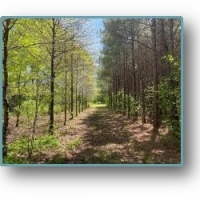 40 Acres in Lafayette County in Thaxton MS images 3