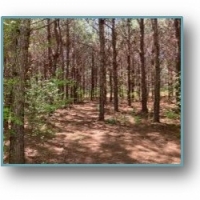 40 Acres in Lafayette County in Thaxton MS images 4