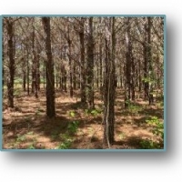 40 Acres in Lafayette County in Thaxton MS images 5