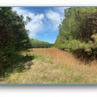 40 Acres in Lafayette County in Thaxton MS images 6