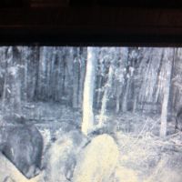 Day and Night Hunts