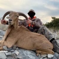 Aoudad 1a