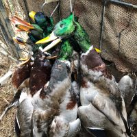 Ducks hang