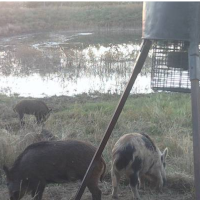 Multiple Properties near Lamesa Texas for Annual Hog and Predator Hunting