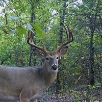 Beautiful 4500 acre lease in pontotoc county , trophy deer , protein fed, bottoms, woods