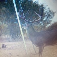 South Texas Deer Hunting