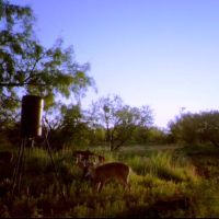 Christmas Deer Lease (Daily Vacation Special) at Ranch with No Trophy Fees