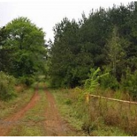 Deer Hunting 1460 Acres in Sabine Parish, LA