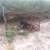 Day Lease on 50 Acres in Freer: Hogs, Turkey and Predator!