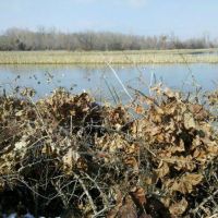 Year Round Access Duck, Dove, Deer, Hog and Fishing on 270 Acre Lease Available on Lake near Dallas
