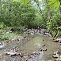 23 Acres of Forest with Deer, Turkeys, and More!