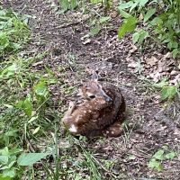Img 1385