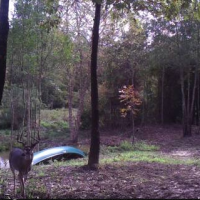 45 Acre Hunting lease exclusive for rest of season or Daily in Upshur County