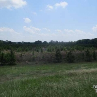 LA - Catahoula Wilson 222 acres -