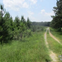 LA - Catahoula Wilson 222 acres - images 3
