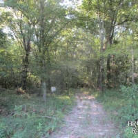 LA - Catahoula Wilson 222 acres - images 4