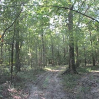 LA - Catahoula Wilson 222 acres - images 5