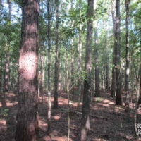 LA - Catahoula Wilson 222 acres - images 6