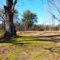 60.86 Acres Open Fields Planted Pines Road Frontage Farm House images 2