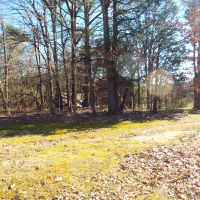 60.86 Acres Open Fields Planted Pines Road Frontage Farm House images 3