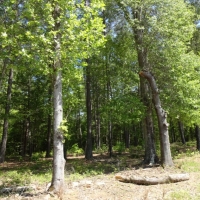 -15.50 Acres-Location location location. Great property for a residential estate home convenient to Simpsonville and Greenville images 4