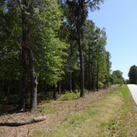 -15.50 Acres-Location location location. Great property for a residential estate home convenient to Simpsonville and Greenville images 5