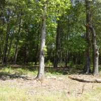 -15.50 Acres-Location location location. Great property for a residential estate home convenient to Simpsonville and Greenville images 6