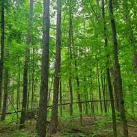 25 acre Forest Land Pulaski NY