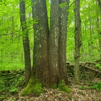 25 acre Forest Land Pulaski NY images 2