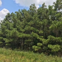 LA - Franklin Stiles 169 acres - images 4