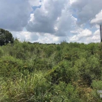LA - Franklin Stiles 169 acres - images 6