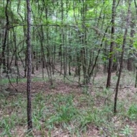 25 Acres in Franklin County in Meadville MS images 2