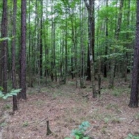 25 Acres in Franklin County in Meadville MS images 3