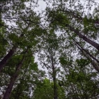 25 Acres in Franklin County in Meadville MS images 4