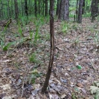 25 Acres in Franklin County in Meadville MS images 5