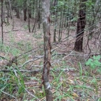 25 Acres in Franklin County in Meadville MS images 6