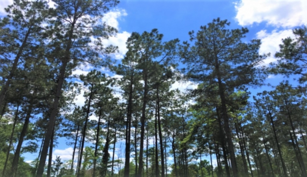 54 Acres in Simpson County in New Hebron MS featured image