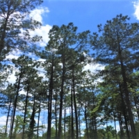 54 Acres in Simpson County in New Hebron MS