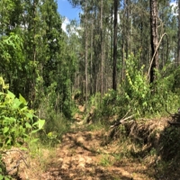 54 Acres in Simpson County in New Hebron MS images 2