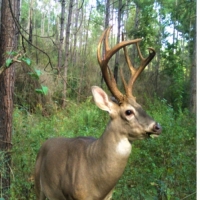 54 Acres in Simpson County in New Hebron MS images 3