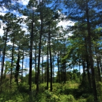 54 Acres in Simpson County in New Hebron MS images 4