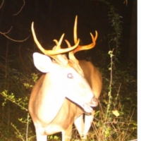 54 Acres in Simpson County in New Hebron MS images 6