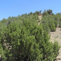 37 acres County Road Access no HOA POA images 3