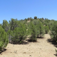 37 acres County Road Access no HOA POA images 4